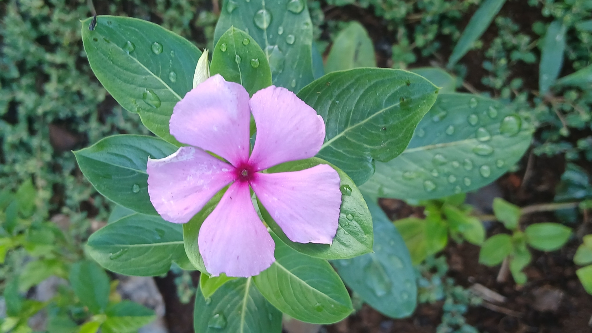 Catharanthus roseus
