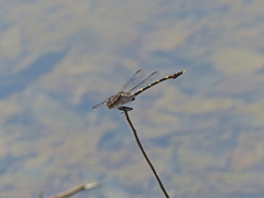 Odonata