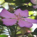 Tibouchina sellowiana - Photo (c) Diogo Luiz, some rights reserved (CC BY-SA), uploaded by Diogo Luiz