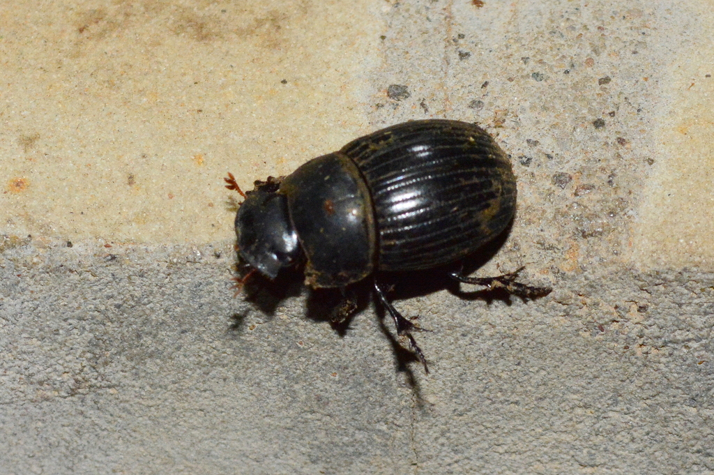 Litocopris simplex