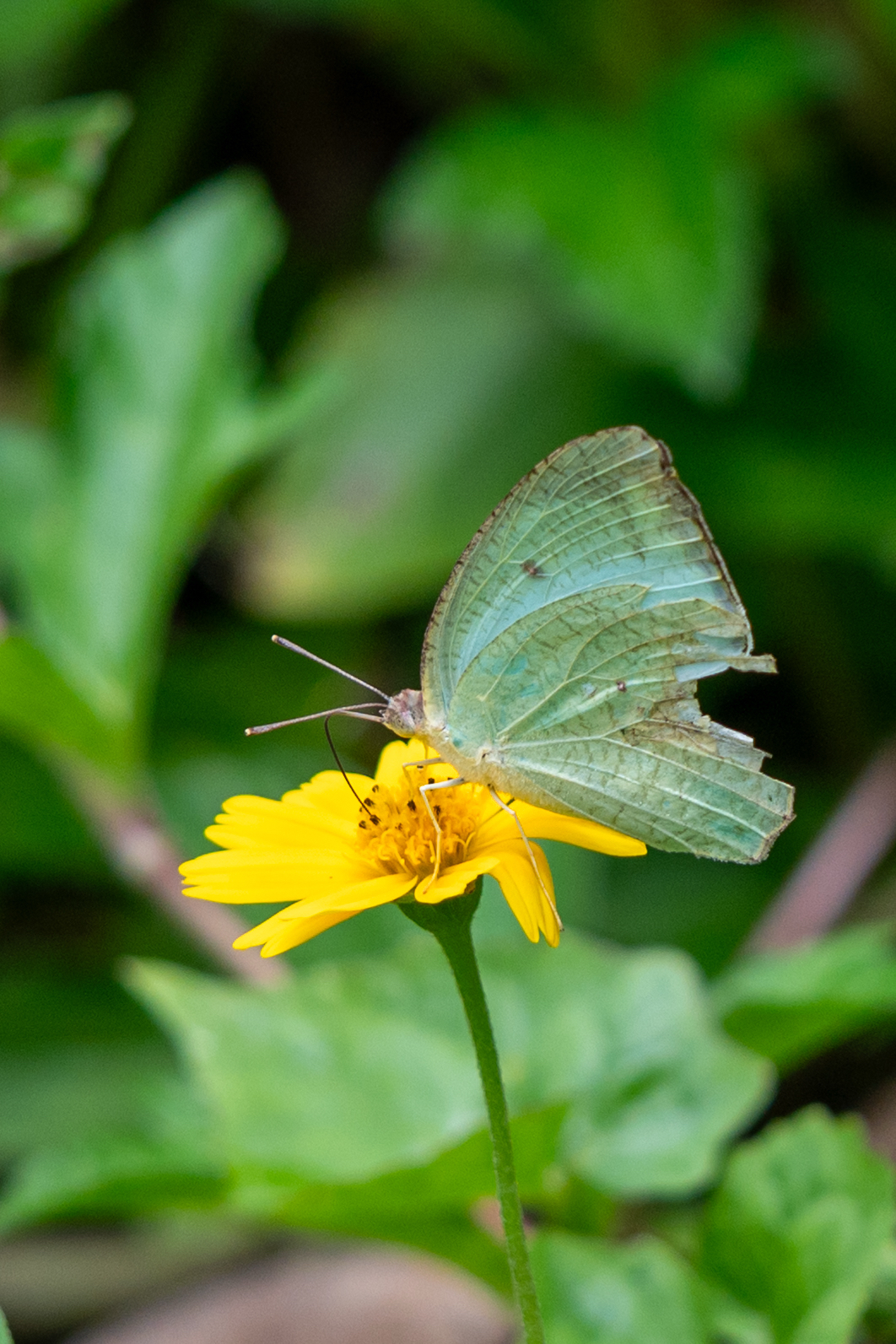 Mottled Emigrant