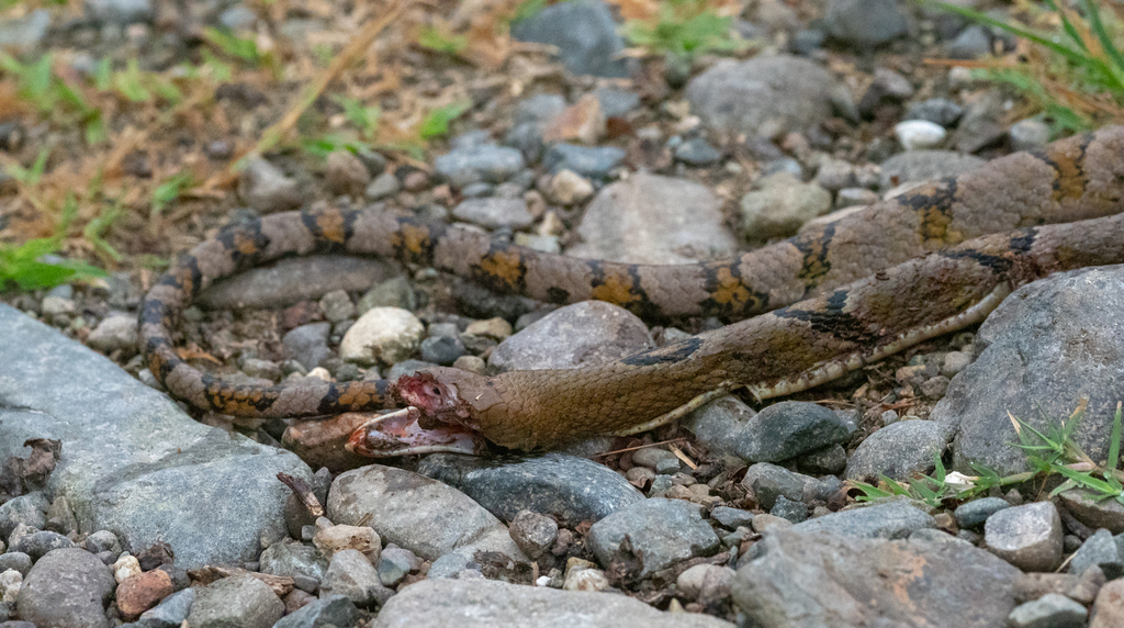 Dog-toothed Cat Snake