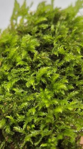 Brachythecium tommasinii, 2025-07-18
