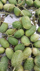 Cucumis anguria
