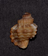 Turritriton labiosus