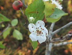 Crataegus viridis