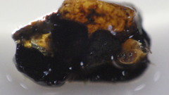 Glossosomatidae