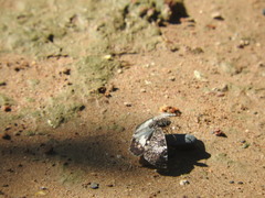 Chiomara georgina georgina