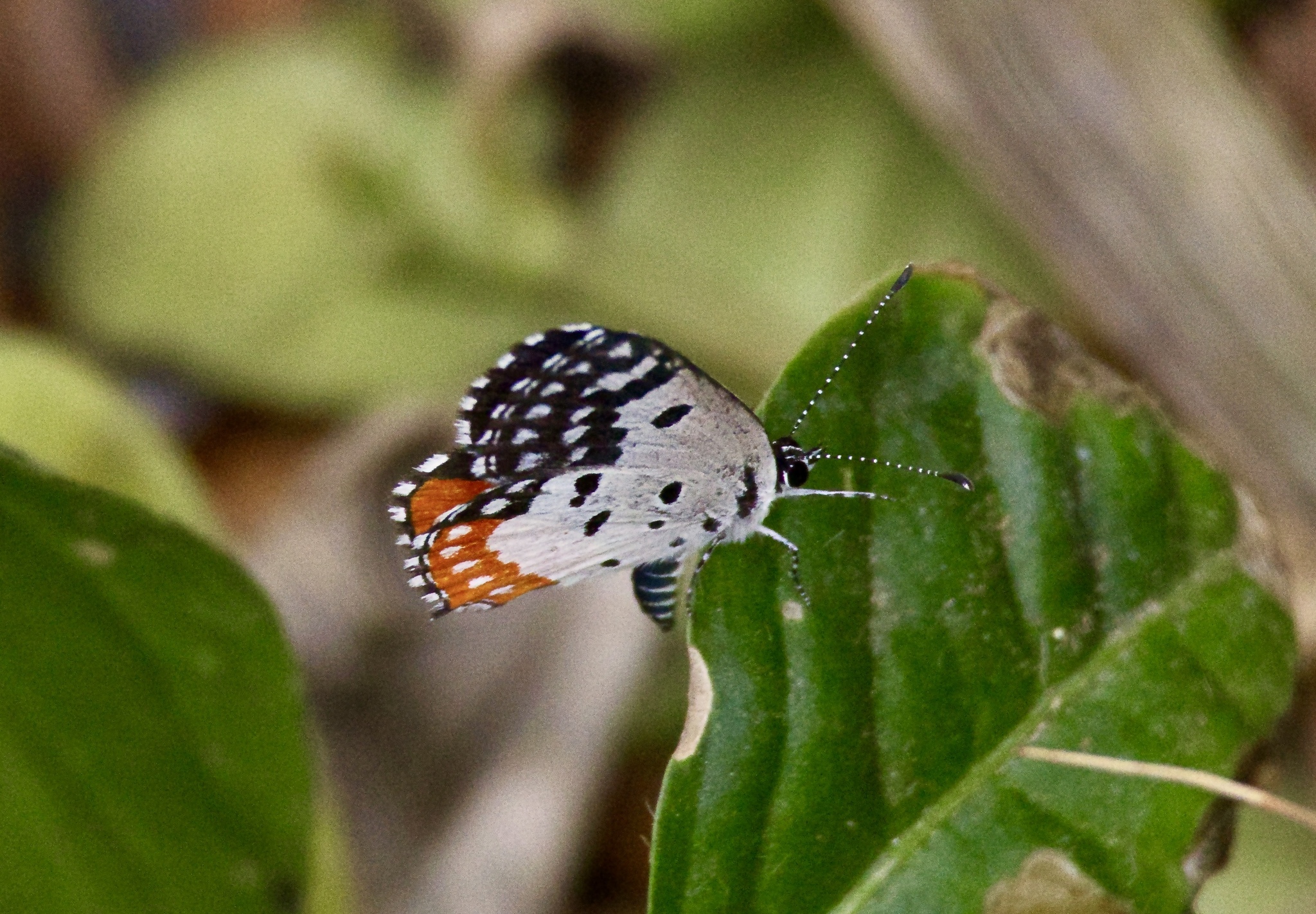 Red Pierrot