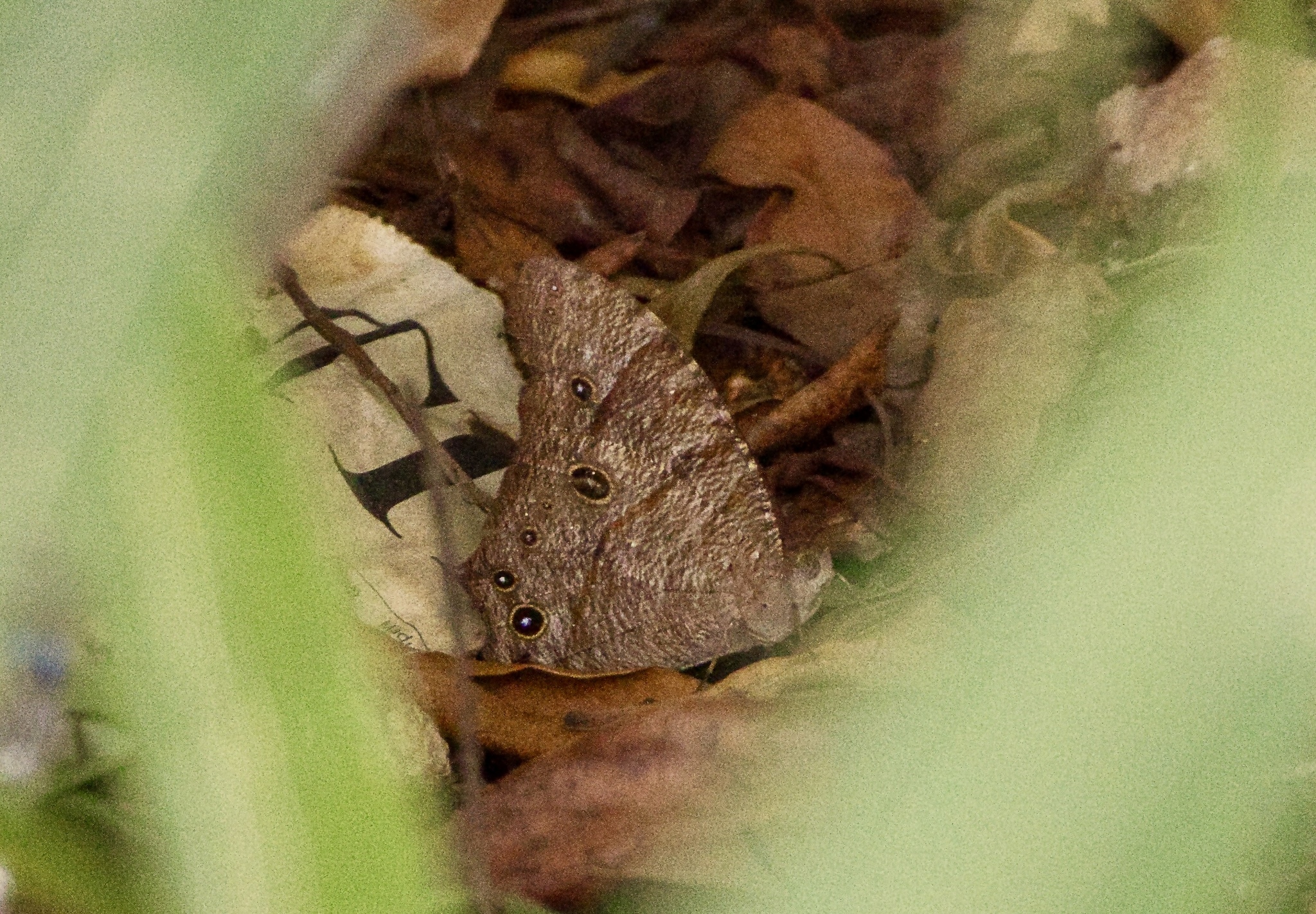 Common Evening Brown