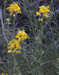 Erysimum suffrutescens