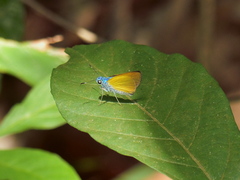 Onophas columbaria