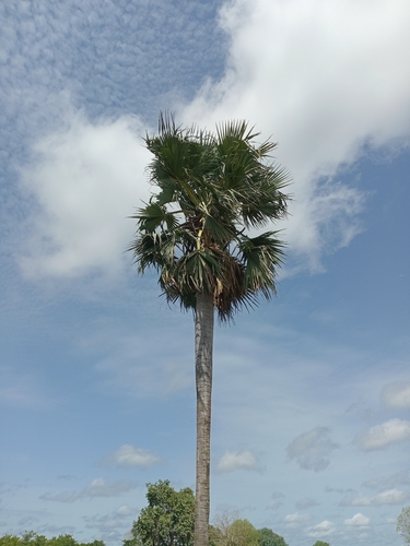 Borassus akeassii