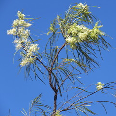 Grevillea parallela