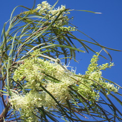 Grevillea parallela
