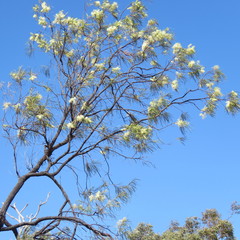 Grevillea parallela