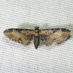 Eupithecia carneata