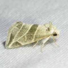 Plagiomimicus tepperi