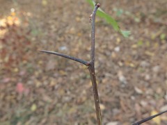 Crataegus coccinioides