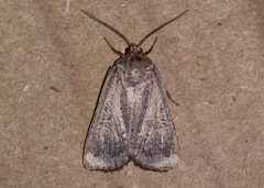 Amphipyra glabella