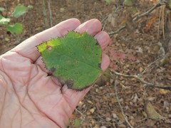 Crataegus coccinioides