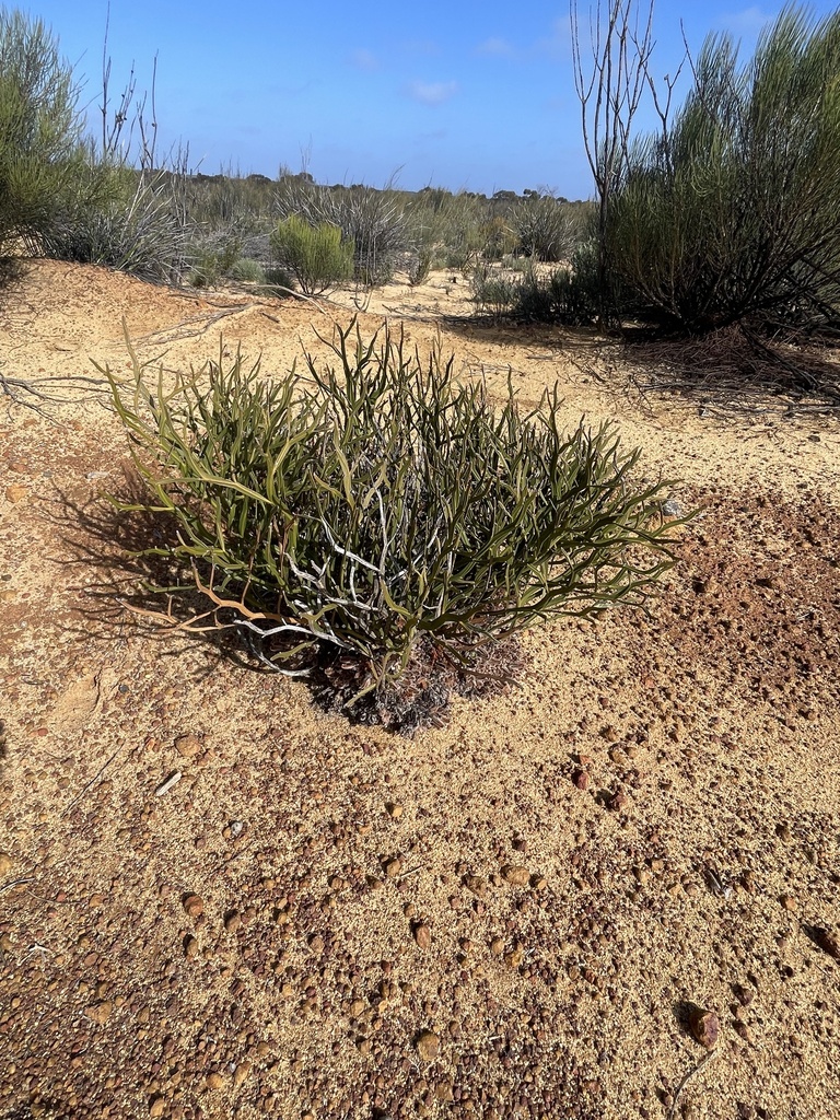 Victoria Rocks Wa Leptosema cervicorne from Victoria Rock Rd, Victoria Rock, WA, AU on ...