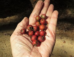 Crataegus neobushii