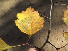 Crataegus neobushii