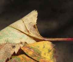 Crataegus neobushii