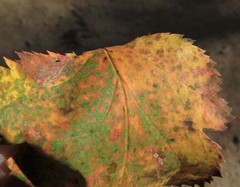 Crataegus neobushii