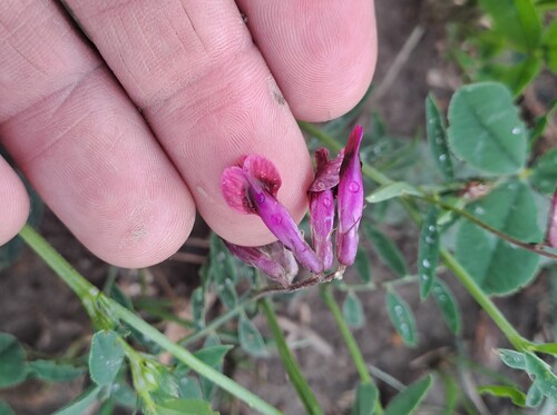Vicia benghalensis iNat (1)