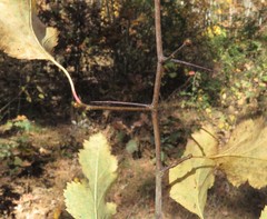 Crataegus neobushii