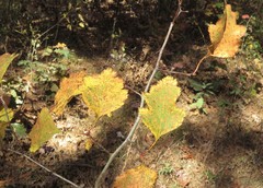 Crataegus neobushii