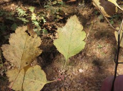 Crataegus neobushii