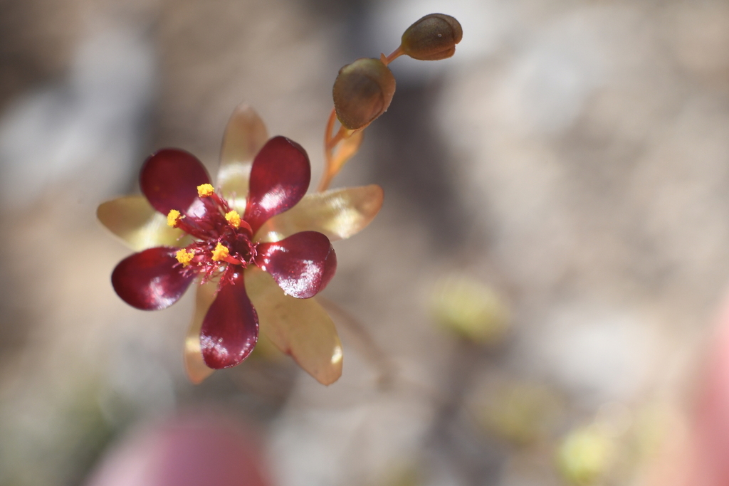 Drosera koikyennuruff T.Krueger & A.S.Rob. 3