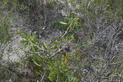 Hakea nitida, photograph (c) Em Lamond, some rights reserved (CC BY)