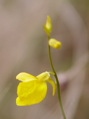 Utricularia cornuta
