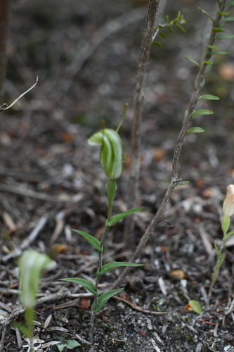 robust snail orchid (Pterostylis dilatata)