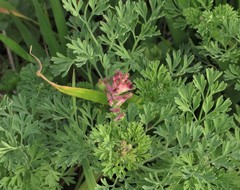 Fumaria officinalis