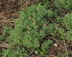 Fumaria officinalis