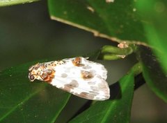 Abraxas amicula-illuminata