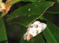 Abraxas amicula-illuminata