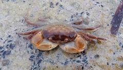 Cyclograpsus audouinii