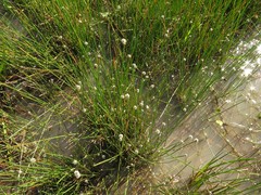 Eleocharis montevidensis