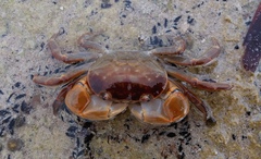 Cyclograpsus audouinii