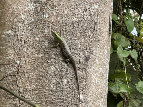 Lamprolepis smaragdina