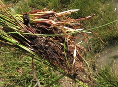 Eleocharis montevidensis