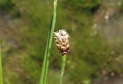 Eleocharis montevidensis