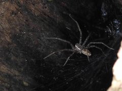 Dendrolycosa robusta