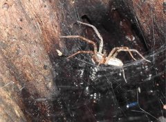 Dendrolycosa robusta